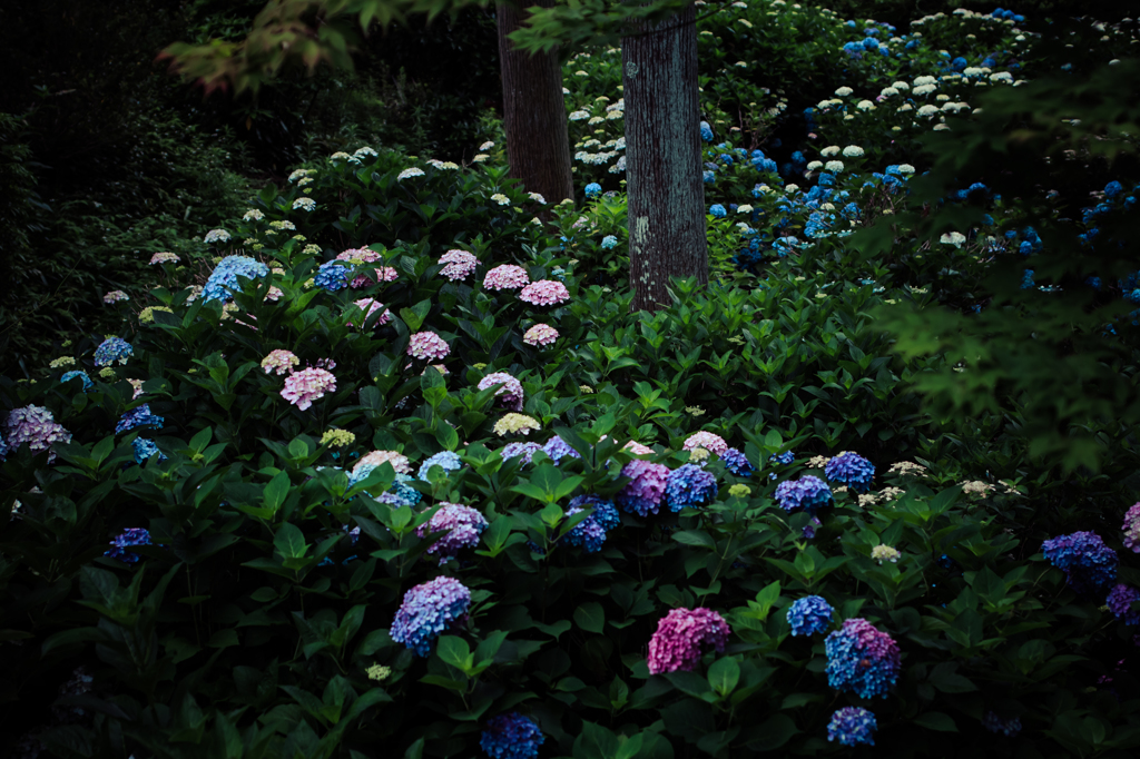 三室戸寺の紫陽花