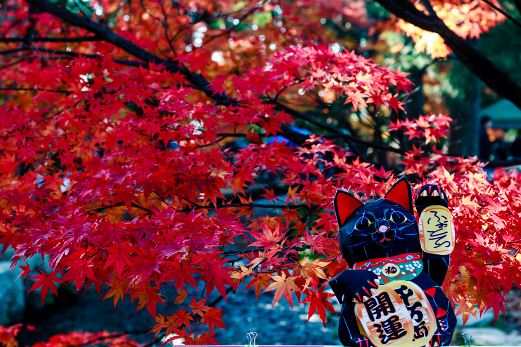 上賀茂神社の紅葉　其之四