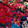 上賀茂神社の紅葉　其之四