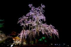 東寺に春がやってきた。