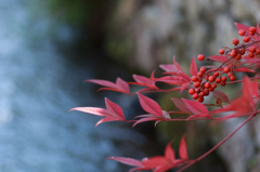 紅一色