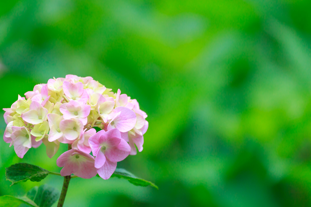 三室戸寺の紫陽花　其の弐