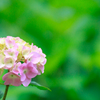 三室戸寺の紫陽花　其の弐