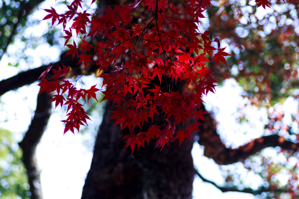 上賀茂神社の紅葉　其之六