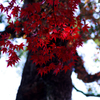 上賀茂神社の紅葉　其之六