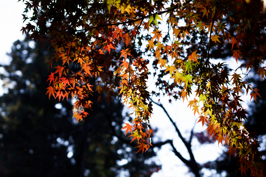 上賀茂神社の紅葉　其之弐