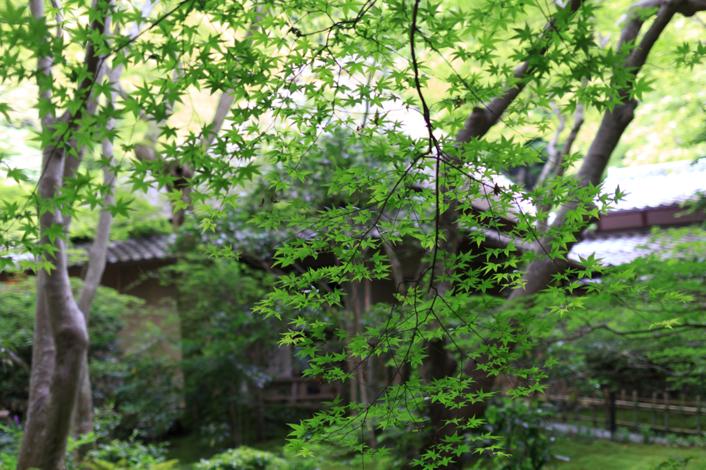 ちょっと祇王寺まで