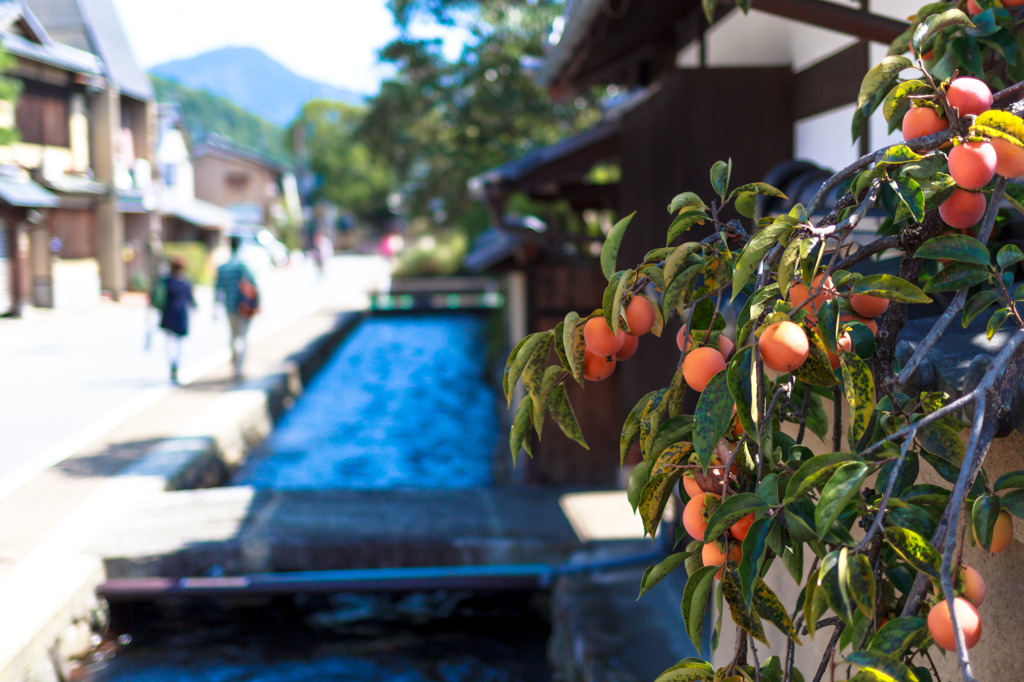 枇杷と明神川