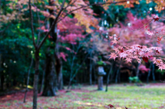 大徳寺　高桐院の紅葉　其之参