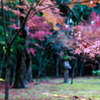 大徳寺　高桐院の紅葉　其之参