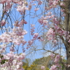 2014平野神社　其之壱