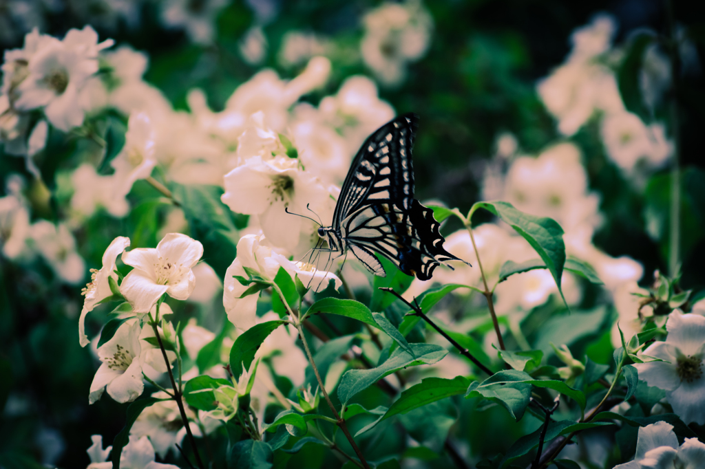 butterfly