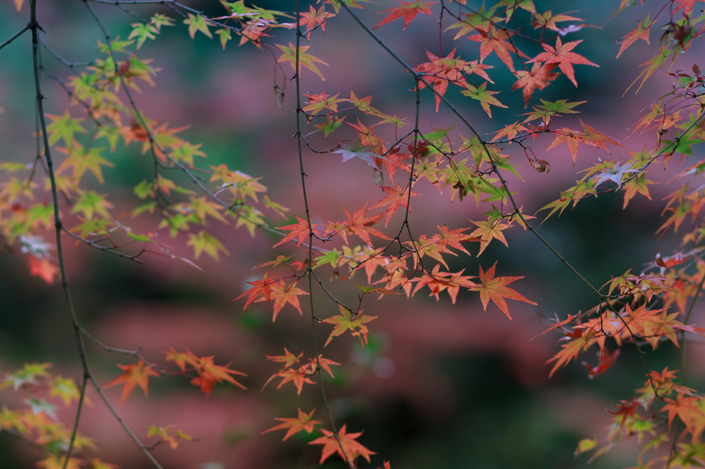 等持院にて