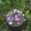 sakura art