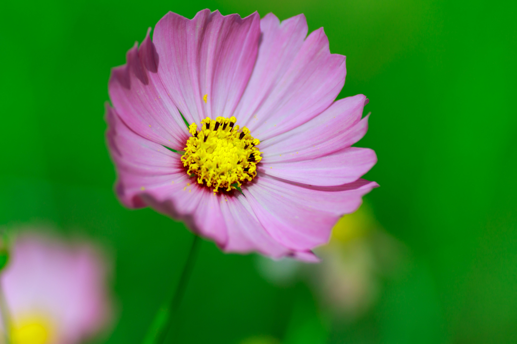 Pink Cosmos