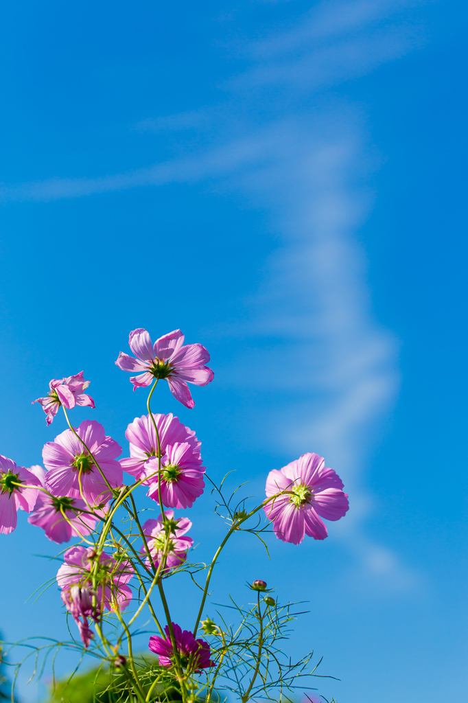 秋空