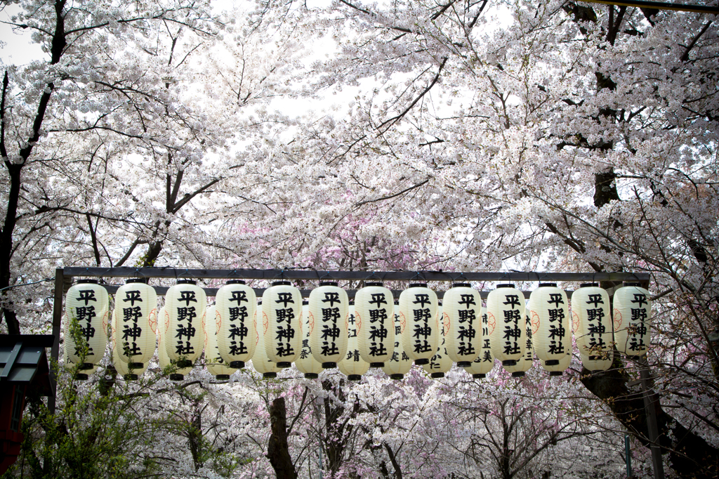 2014平野神社  　其之三