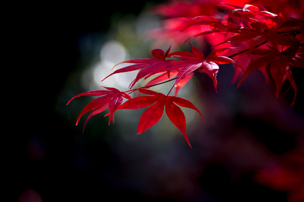 上賀茂神社の紅葉