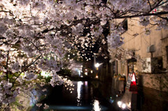 祇園夜桜