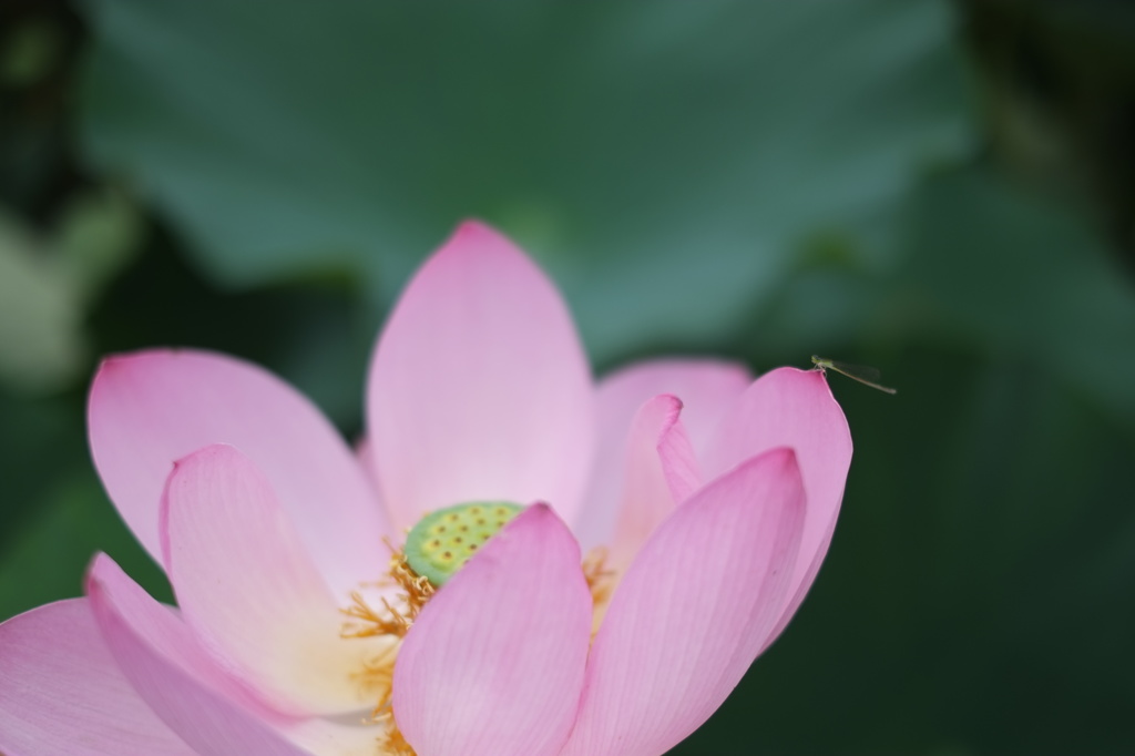 蓮に止まる小虫