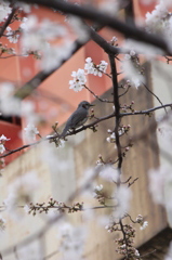 春