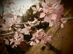 春
