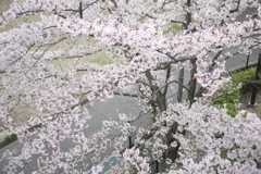 桜並木を見下ろす