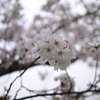 さくら