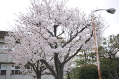 小学一年生を迎える桜