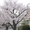 小学一年生を迎える桜