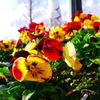 万博公園の花