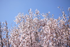 春のピンク色