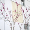 紅色の花咲く木
