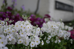 校門の花壇