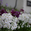 校門の花壇