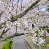 桜並木