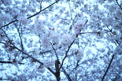 桜満開