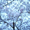 桜満開