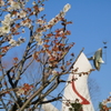 梅の花と太陽の塔
