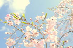 空に浮かぶ桜