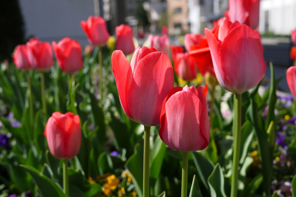 ちゅーりっぷの花壇