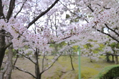 桜咲く公園