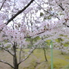 桜咲く公園