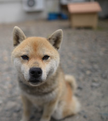 おかえり