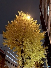 東京の紅葉