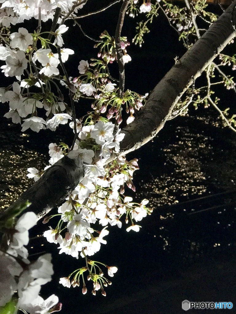 近所の桜