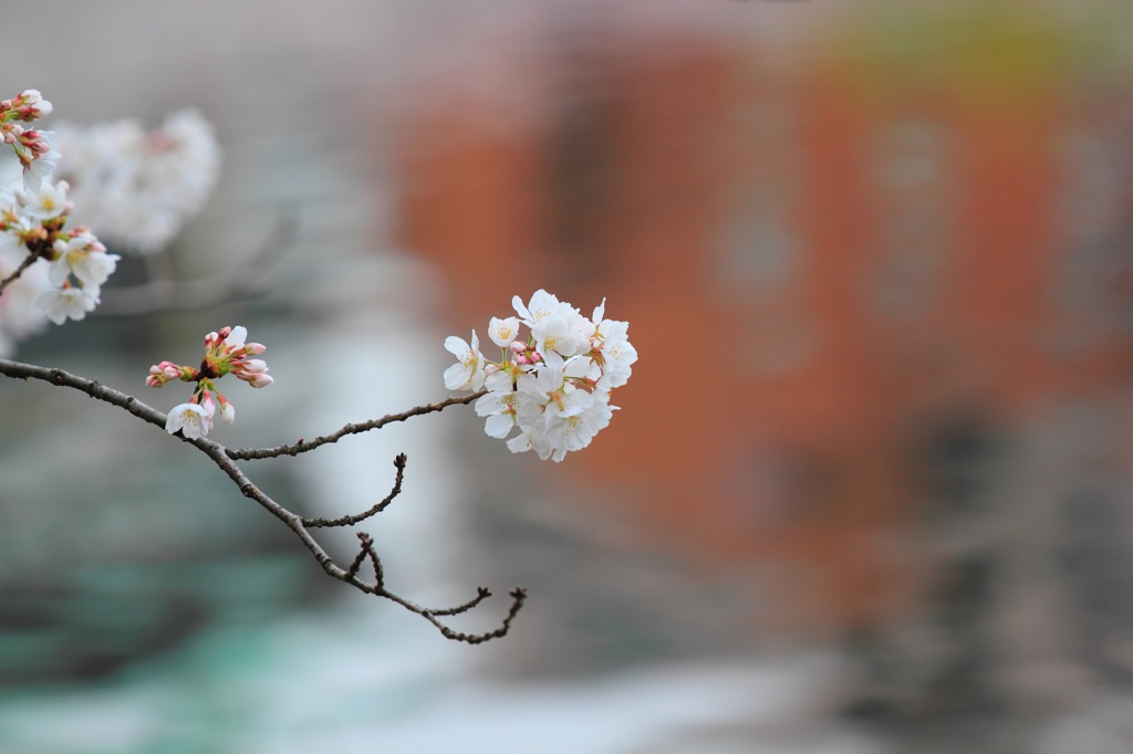 不忍の池の桜