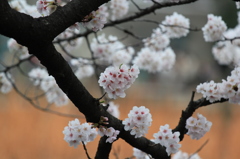 不忍の池の桜