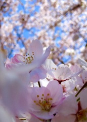 桜ちゃん