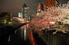 目黒川の桜